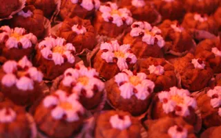 Погружение в древнейшую культуру ведов на фестивале «Goloka fest»